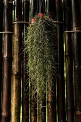 Wall Mural - Vertical shot of beautiful potted spanish moss plant hanging from a bamboo fence