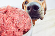 Feeding dog Close-up dog and bowl with raw meat food