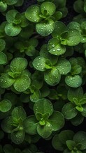  A Group Of Green Plants With Water Droplets On Them And Green Leaves In The Middle Of The Picture, With A Black Background With A White Border.  Generative Ai