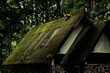 Mossy roof of a beautiful cabin in an evergreen rainforest