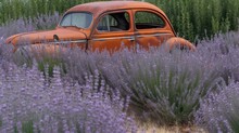  An Old Car Is Parked In A Field Of Lavenders And Lavender Flowers In The Foreground, With A Field Of Tall Grasses In The Background.  Generative Ai