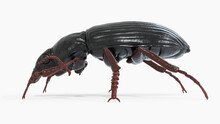 3d Illustration Of A Black Beetle