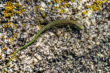 Poster - lizard on the stone