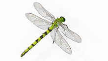 3d Illustration Of A Dragonfly