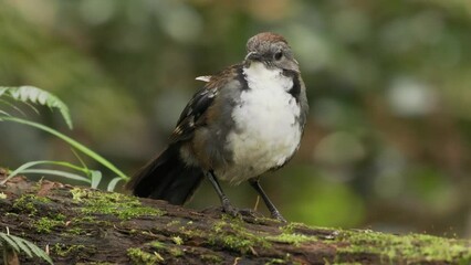 Wall Mural - australian logrunner (orthonyx temminckii) bird endemic to eastern australia, search for its food on