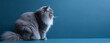 portrait of gray persian cat. blue gradient background. with copy space. generate ai