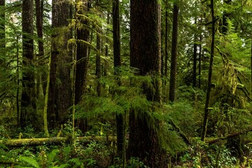 Poster - Beautiful shot of the green trees in Hoh rain forest in Washington, United States