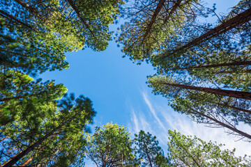 Canvas Print - Pine trees against blue sky