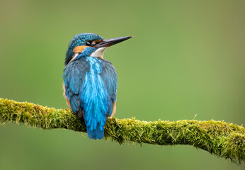 Sticker - European Kingfisher ( Alcedo atthis ) close up