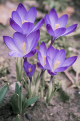 Wall Mural - Blue crocus flowers, ground and stems.