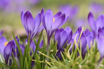 Wall Mural - Purple crocuses in green grass.