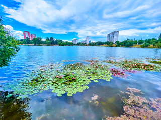 Canvas Print - The blooming Escarboucle Nymphaea (water lilies) on the lake