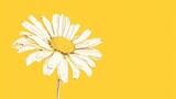 Minimalist sketch of a yellow daisy