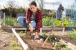 Young woman farmer in plaid shirt using chopper to plant garlic in soil in vegetable garden on sunny day in spring