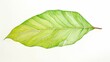 Simple leaf drawing in vibrant green and white