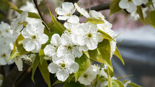 Farmer's Joy White Pear Blossoms.