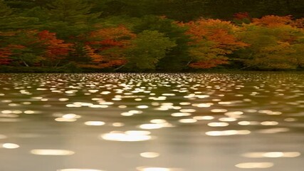 Wall Mural - Title	 Rain drops on the surface of the lake during the golden hour sunset surrounded by the colorful foliage in the autumn season, vertical video