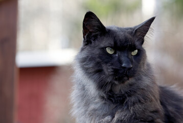 Wall Mural - A portrait of blacksmoke norwegian forest cat male