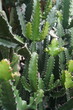 © ipung - Euphorbia ingens is a type of tree from the cactus family