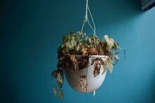 Neglected Dying House Plant With Hanging Dry Leaves In White Flower Pot On Blue Background. Generative AI