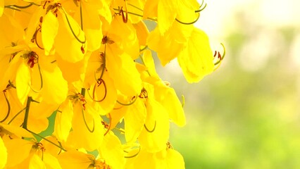 Wall Mural - Yellow flowers with sunlight , outdoor  Chiangmai Thailand