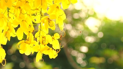 Wall Mural - Yellow flowers with sunlight , outdoor  Chiangmai Thailand