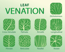 Illustration Of Leaf Venation Types