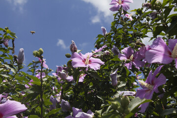 Wall Mural - It is a blooming Hibiscus syriacus.