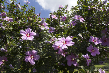 Wall Mural - It is a blooming Hibiscus syriacus.