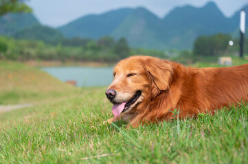 Wall Mural - Golden Retriever lying on the grass