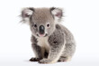 Portrait d'un koala sur fond blanc » IA générative