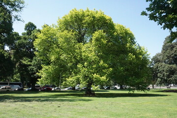 Wall Mural - Big trees in the park