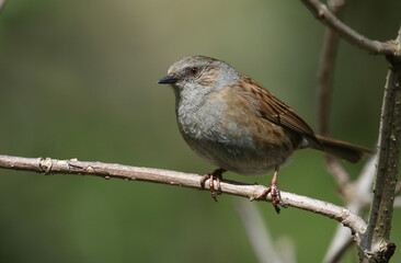 Wall Mural - A Hedge Sparrow or Dunnock, Prunella modularis, perching on a branch on a tree.