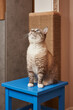 beautiful gray inquisitive cat sits on a stool near the scratching post and looks up