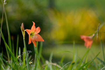 Wall Mural - Flower of Orange Lily