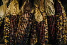 A Close Up Or Cheerful And Colorful Dried Indian Corn