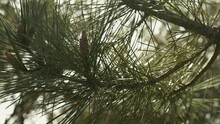 Needles And Bud Of Pine Tree In Wind At Sunset In Pine Forest Near Ocean