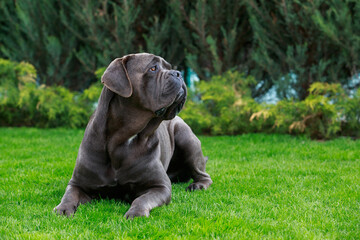 Wall Mural - dog breed cane corso italiano