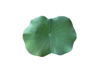 Wall Mural - Waterlily leaf or lotus leaf isolated on white background with clipping paths.