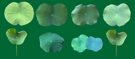 Wall Mural - Waterlily leaf or lotus leaf isolated on green background with clipping paths.