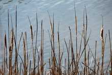 Water Plants Corn Dog Grass Beside The River. Typha Latifolia Is Also Known As Bulrush.