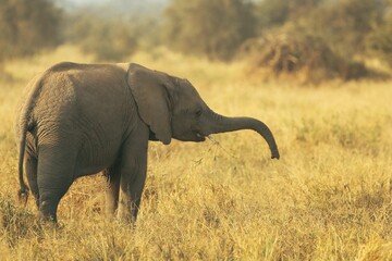 Poster - Baby elephant walking on the dry yellow field