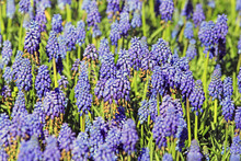 Blue Muscari Flowers Under The Sun In The Park