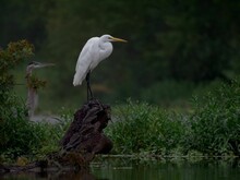 Scenic View Of An Eastern Great Egret Standing On A Piece Wood By The Edge Of The Water