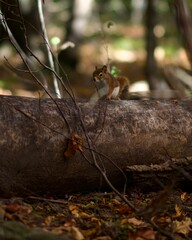 Wall Mural - Closeup of a red squirrel (Sciurus vulgaris) on a tree  log against blurred background