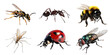 Insect  set over png background created with Ai technology
