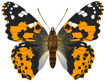 Vanessa Cardui With Open Wings Seen From Above Adult Specimen