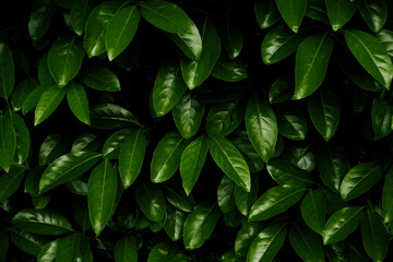 Wall Mural - green foliage, texture close-up