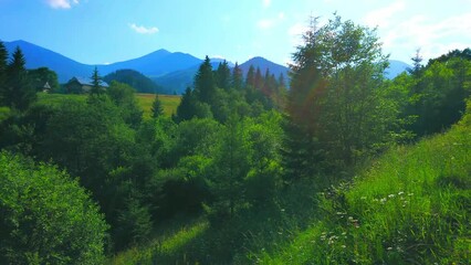 Wall Mural - Green forests and mountain silhouettes from Dzembronia, Carpathians, Ukraine