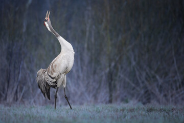 Wall Mural - wild common crane, grus grus, walking on hay field in spring nature. large feathered bird landing on